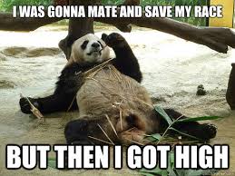 high panda memes quickmeme