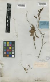 Limonium densiflorum (Guss.) Kuntze | Plants of the World Online ...