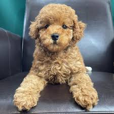 toy poodle puppies toy poodles