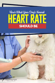 A slower than normal pulse is common in people who are physically fit. Normal Heart Rate For Dogs Important Things To Know