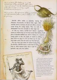 This book, the arthur spiderwick field guide, is lovingly restored and organized by holly black and tony diterlizzi. Arthur Spiderwick S Field Guide Spiderwick Field Guide Spiderwick Chronicles
