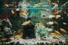 what causes high ph in an aquarium