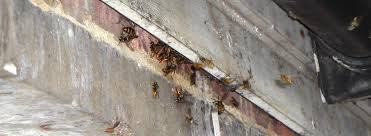 Signs Of Bee Hive And Wasp Nest