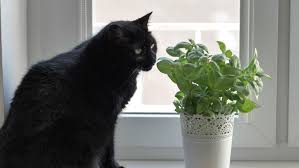 We have one in our herb garden and my cat loves it. Can Cats Eat Basil Best Herb For Kitty