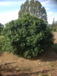 The vector of the disease is asian citrus psyllid. Murraya Hedges Plants Trees 2018 Growers Guide