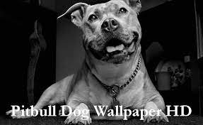 pitbull dog wallpaper hd apk