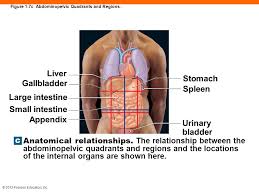 The following is a list of the organs in the four quadrants. An Introduction To Anatomy And Physiology Ppt Download