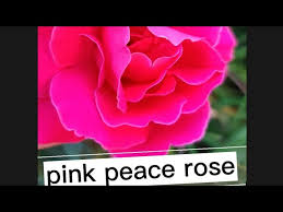 pink peace rose you
