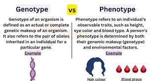 difference between genotype and phenotype