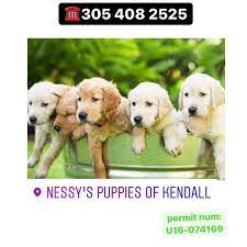 The other was paws and bones on bird road. Nessy S Puppies Of Kendall Home Facebook