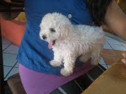 french poodle mini toy en guayaquil