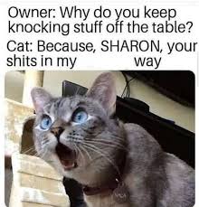 We discuss practical ways you can keep your cat off the kitchen counter. Owner Why Do You Keep Knocking Stuff Off The Table Cat Because Sharon Your Shits In My Way Meme Video Gifs Why Meme Do Meme Keep Meme Knocking Meme