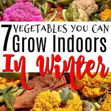 7 Vegetables You Can Grow Indoors In Winter
