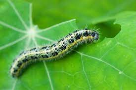 Keep Caterpillars Out Of The Garden