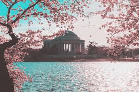 Washington Dc Cherry Blossoms Over