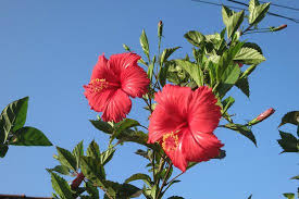 red flower in sri lanka picture of