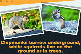 How Exactly Is A Chipmunk Different From A Squirrel