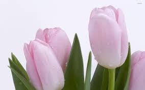 pink tulips 2 wallpaper flower