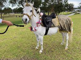 Pony rides birthday party perth. Ponies For Any Occasion Buggybuddys Guide To Perth