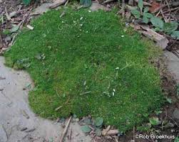 irish moss a profile of a rock garden