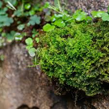 the science of carpet moss cypress