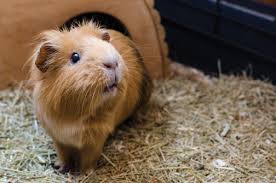 bacteria from guinea pigs may cause