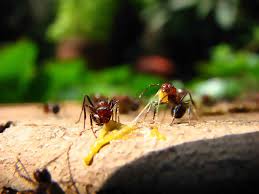 does boric acid kill ants learn how to