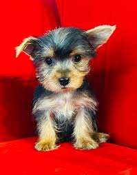 yorkie puppies available puppies