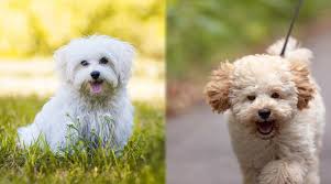 Maltese Vs Maltipoo Whats The Difference Between Them
