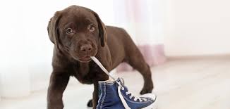 Some chocolate lab puppies for sale may be shipped worldwide and include crate and veterinarian checkup. Chocolate Lab Names The Best Chocolate Names For Your New Friend
