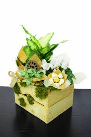 На цветя, букети, аранжировки, саксийни растения и цветя с подарък за всеки повод!!! Kupi Za 58 00 Lv Drvena Shajga Ss Ciklama Difenbahiya I Fitoniya S Dostavka Na Cvetya Larose