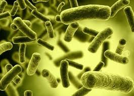 Resultado de imagen para microparasito