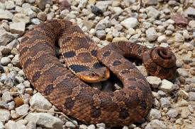 Snake Species Of Ohio At A Glance Trekohio