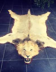 african lion rug masaï gallery