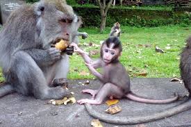 balinese baby monkey are so cute
