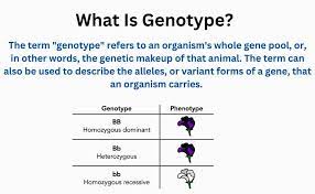 what is genotype how is it determined