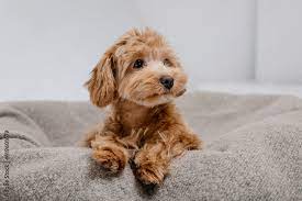 maltipoo dog adorable maltese and
