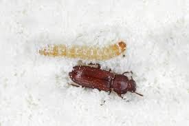confused flour beetle control beetle