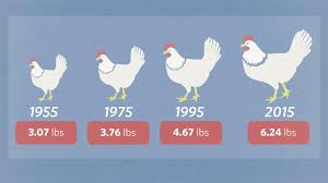 Bigger Chickens Bring A Tough New Problem Woody Breast Wsj