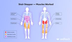 stair stepper muscles worked benefits