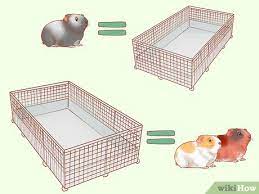 how to care for guinea pigs with