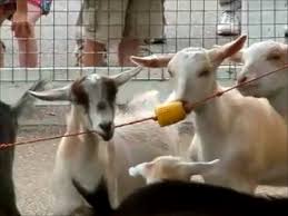string goat treat toy petdiys com