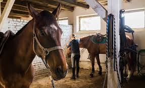 horse care management from