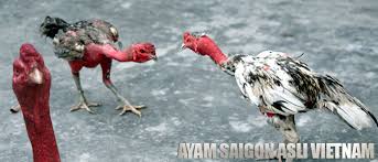 Sabung ayam sv388 adalah permainan sabung ayam dari seluruh asia dan di siarkan secara online. Cara Mengetahui Ayam Saigon Ori Atau Asli Vietnam
