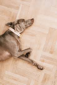 best timber flooring for pets