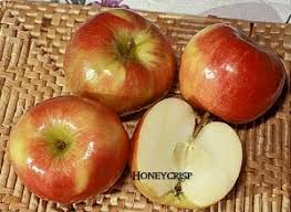 Honeycrisp Apple Dave Wilson Nursery