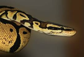 ball python care sheet a complete