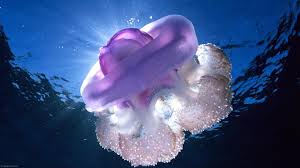 A deep sea is a form of the surface of the earth that occurs due to a particular cause or process. Beautiful Underwater High Definition Wallpaper Ocean Creatures Deep Sea Creatures Ocean Animals