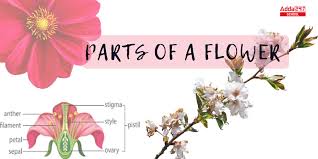 parts of a flower diagram and their
