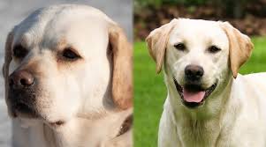 Labrador retriever, akc registered labs, mans best friend, our home is located in allegan, mi , 49010. English Labrador Vs American Labrador What S The Difference
